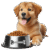un chien bien rangé png , zone dalimentation avec bol en acier inoxydable et tapis assorti, nourriture pour chien, bols de nourriture pour chien image png pour le téléchargement libre